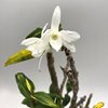 dendrobium moniliforme gokukinagashi